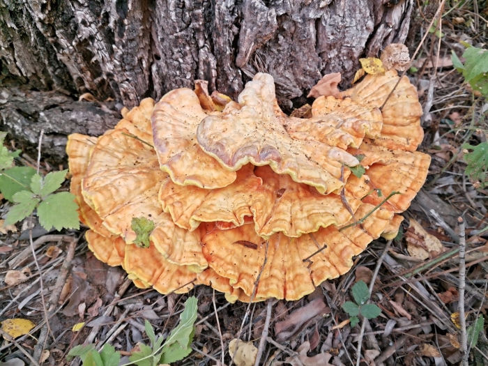 Гриб трутовик серно желтый