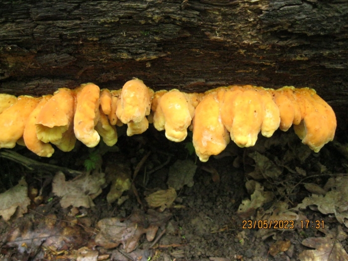 Трутовик летипорус