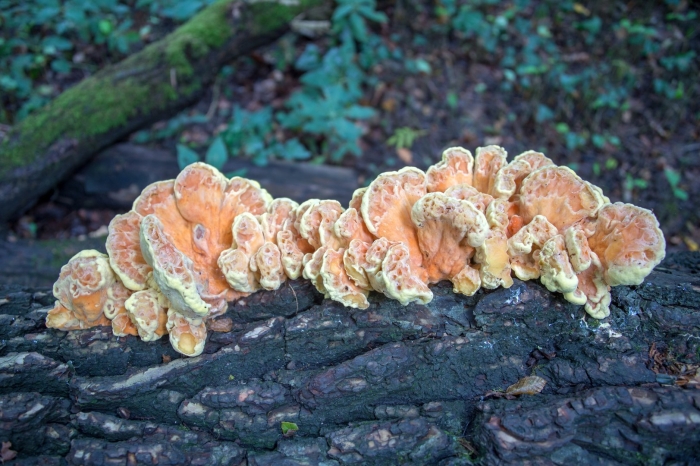 Laetiporus sulphureus биотехнология