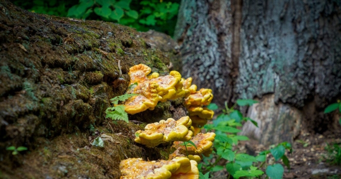 Серно желтый трутовик