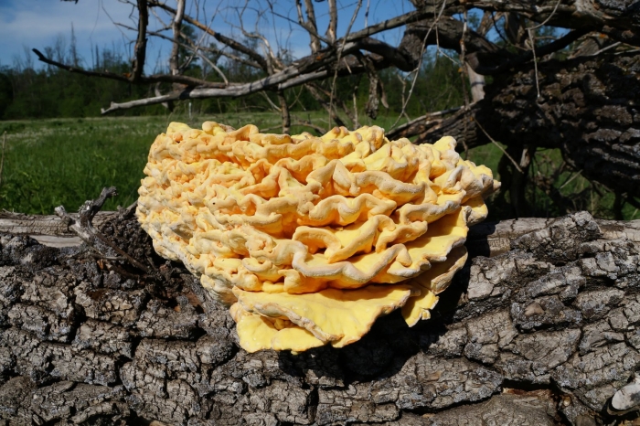 Гриб трутовик серно желтый