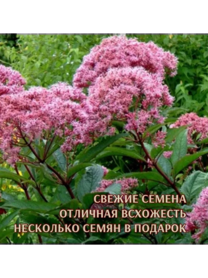 Посконник пятнистый atropurpureum