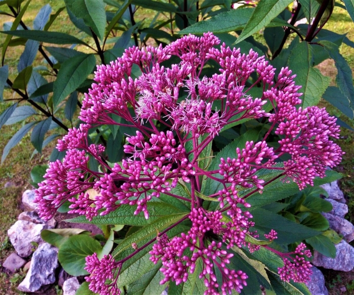 Посконник пурпурный