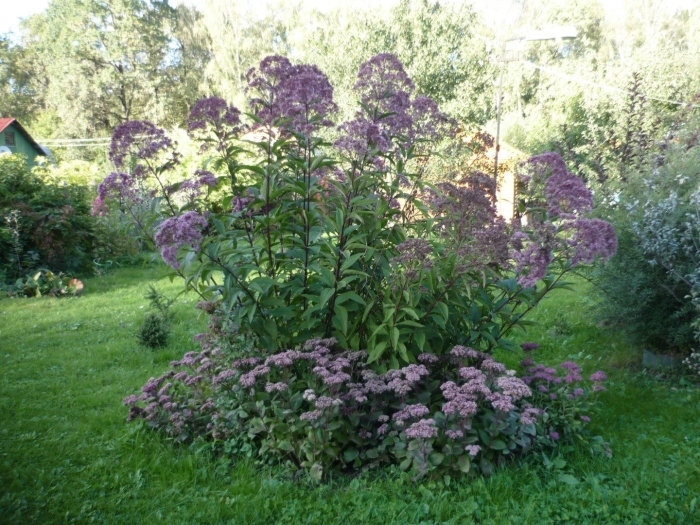 Посконник пятнистый атропурпуреум