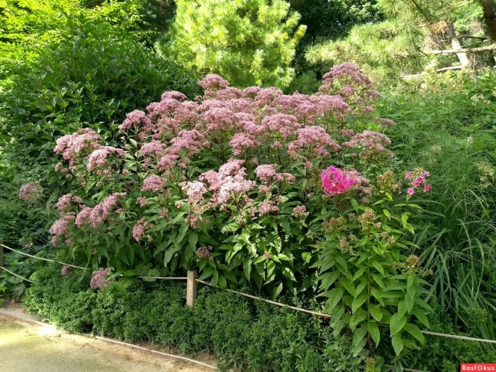 Посконник пятнистый атропурпуреум