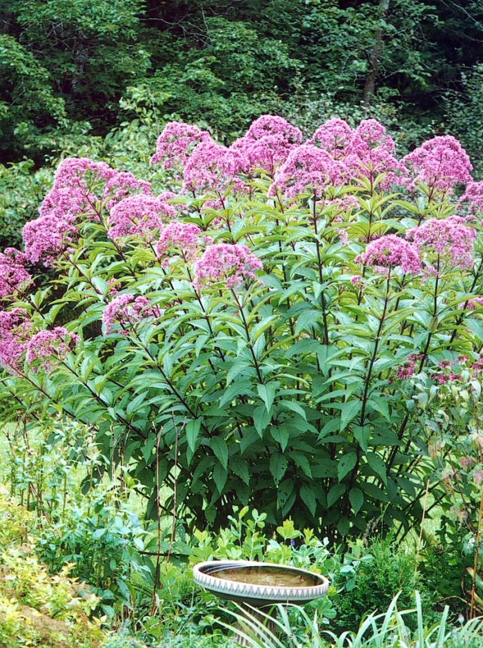 Посконник фантом