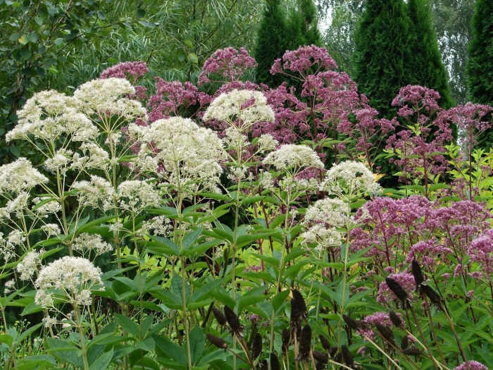 Посконник пятнистый atropurpureum