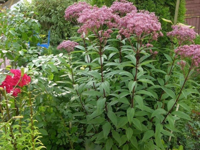 Посконник беби джой