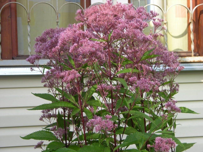 Посконник пурпл буш