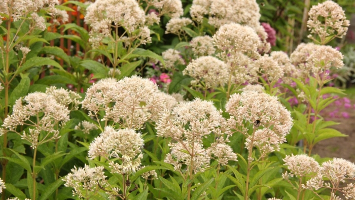 Посконник морщинистый сноуболл