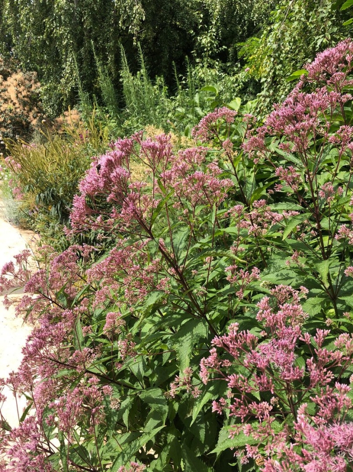 Посконник цветок многолетний