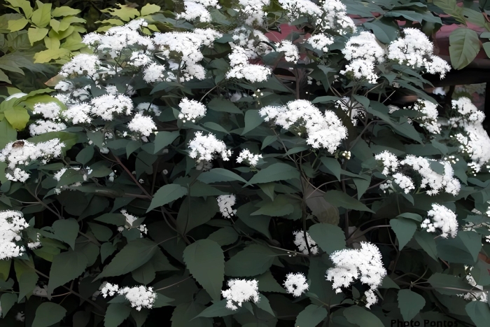 Посконник морщинистый чоколейт