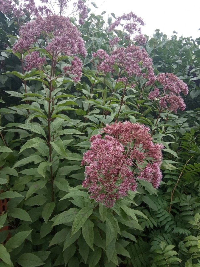 Посконник пурпурный