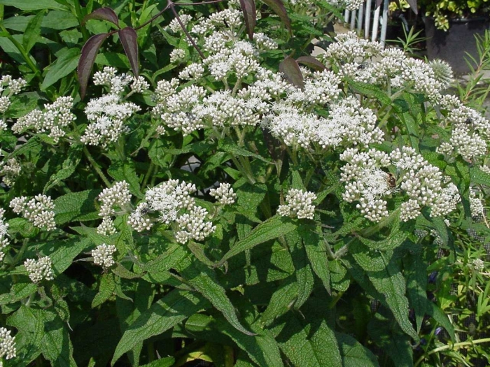 Eupatorium perfoliatum