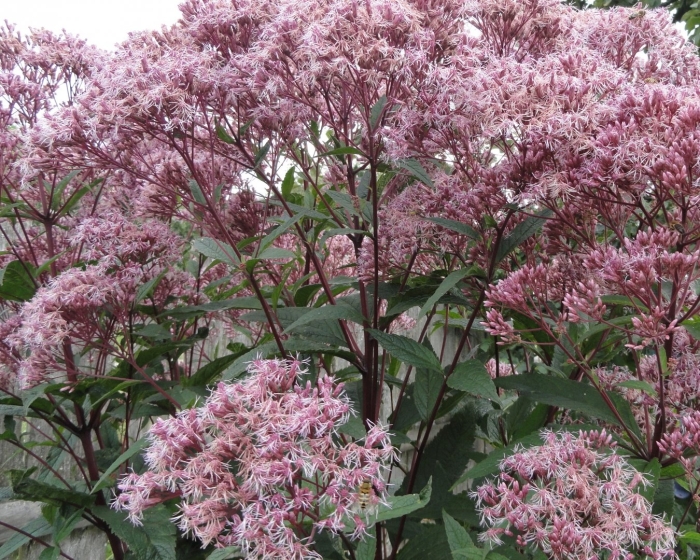 Посконник пурпл буш