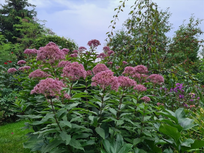 Посконник атропурпуреум