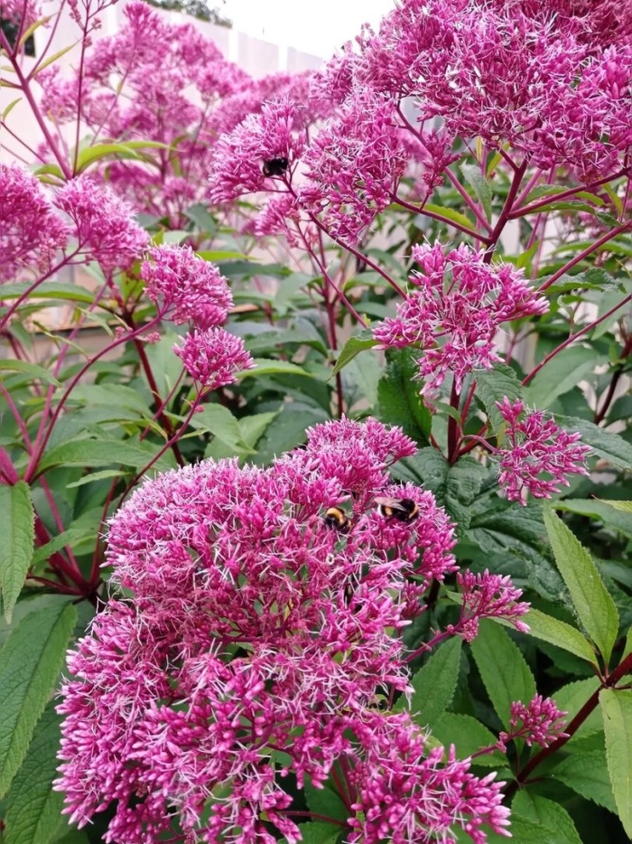 Посконник пятнистый atropurpureum