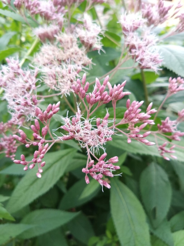 Посконник пурпурный