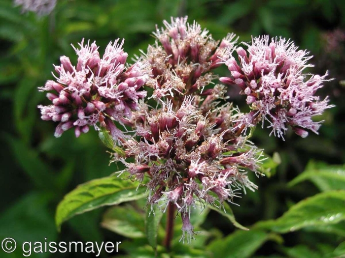 Посконник коноплевый