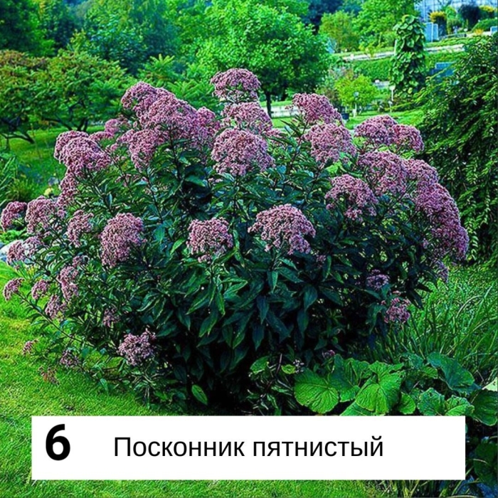 Посконник пурпурный фантом