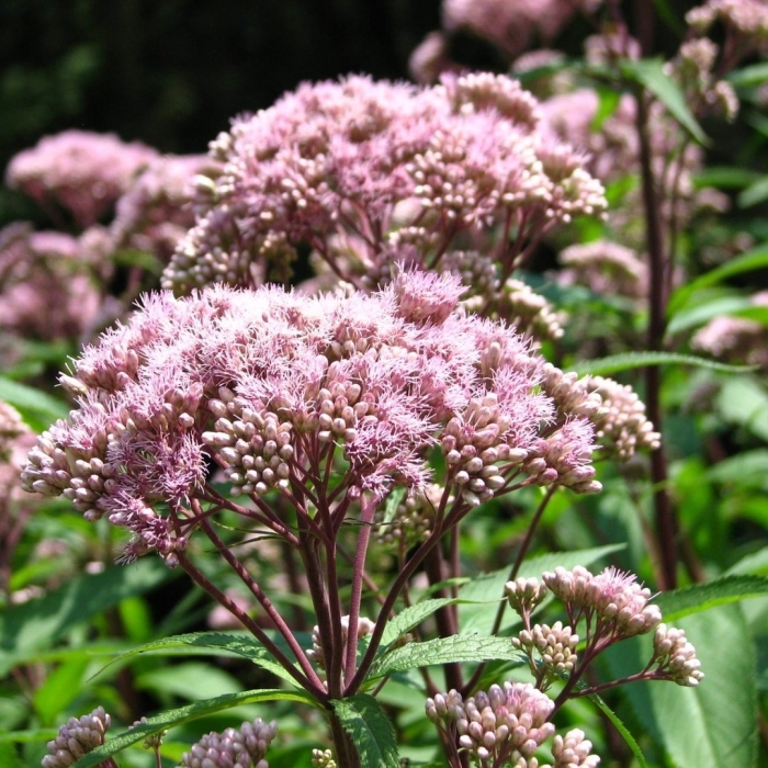 Посконник пятнистый атропурпуреум