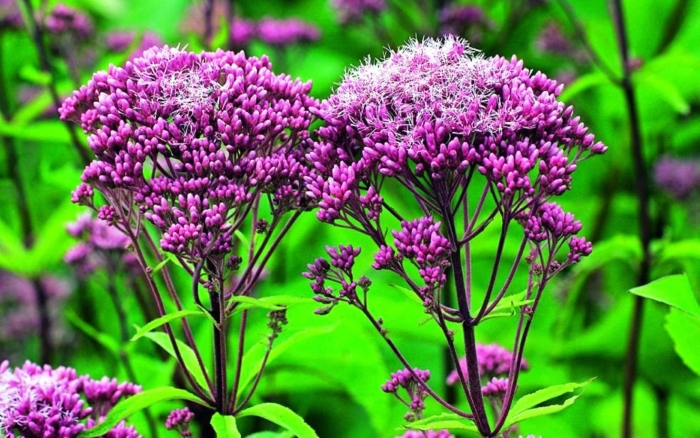 Посконник пурпурный