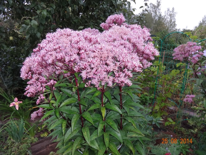 Посконник пятнистый атропурпуреум