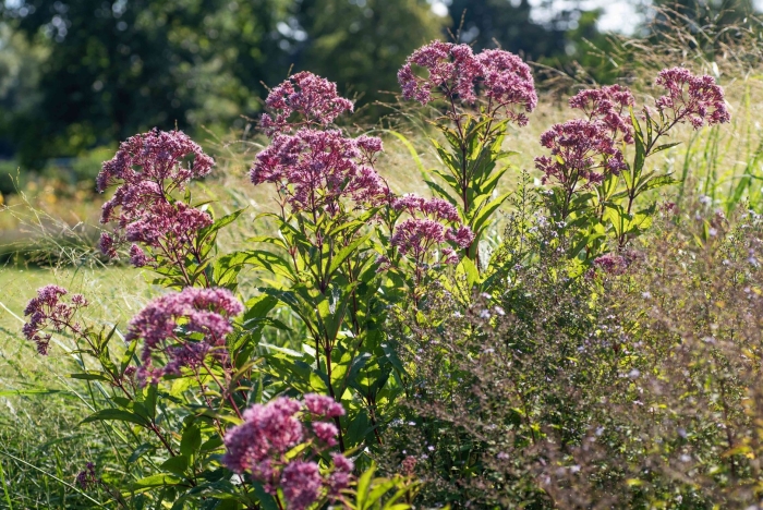 Eupatorium maculatum