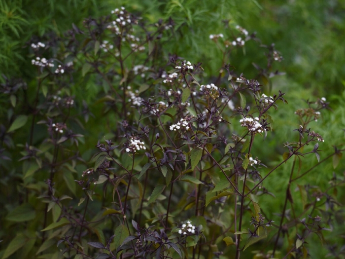 Посконник морщинистый шоколад