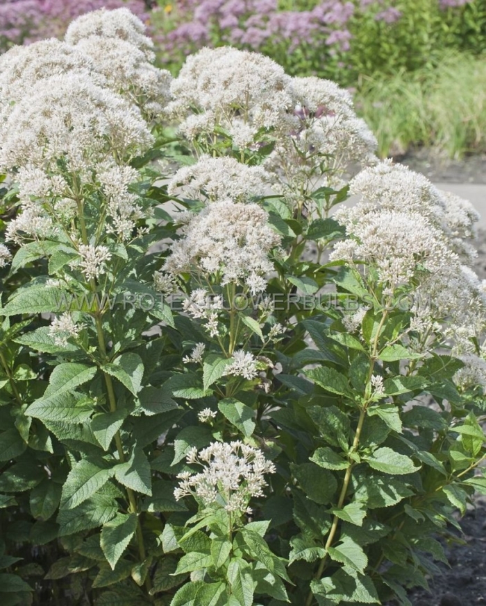 Посконник сноуболл