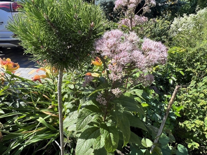 Посконник фантом