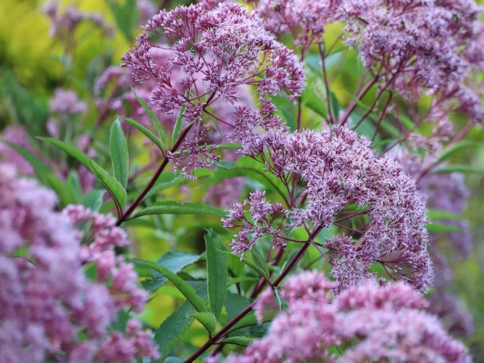 Посконник пятнистый фантом