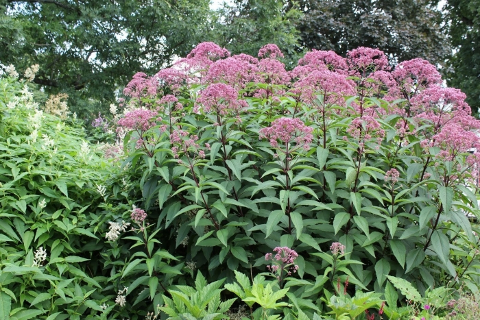 Посконник пятнистый атропурпуреум