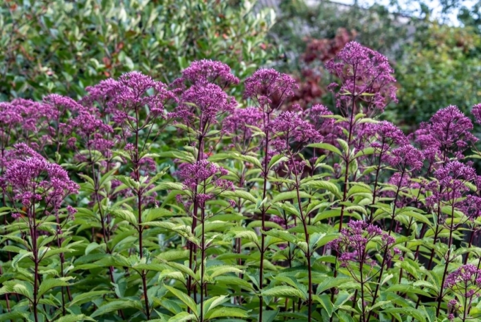 Eupatorium japonicum