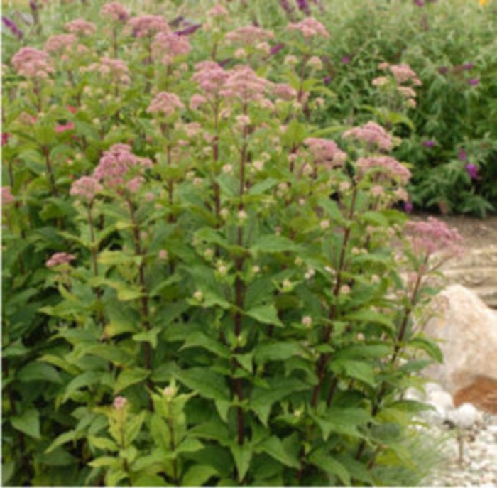 Посконник беби джой