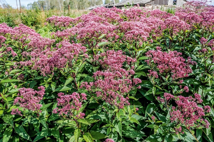 Посконник беби джой