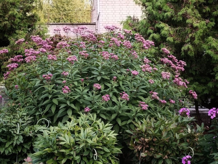 Посконник пятнистый атропурпуреум