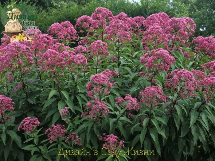 Посконник riesenschirm