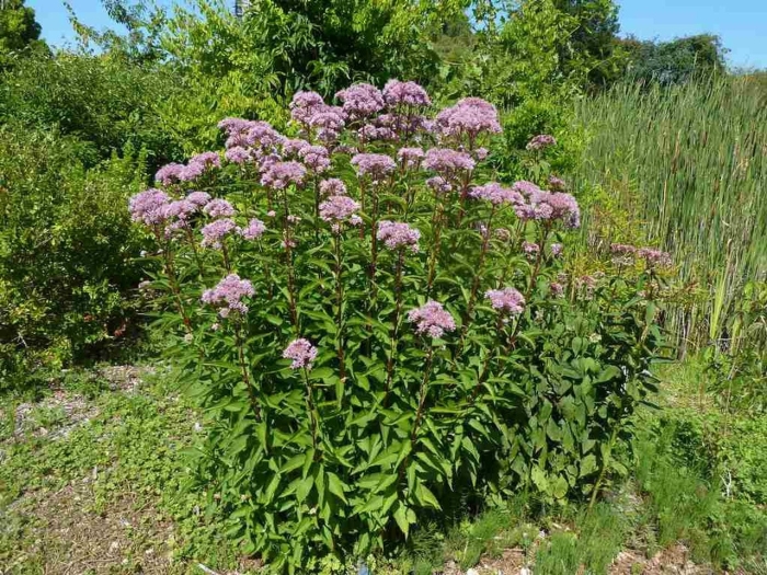 Посконник морщинистый чоколейт