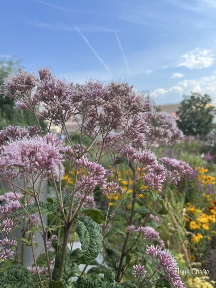 Посконник пятнистый atropurpureum