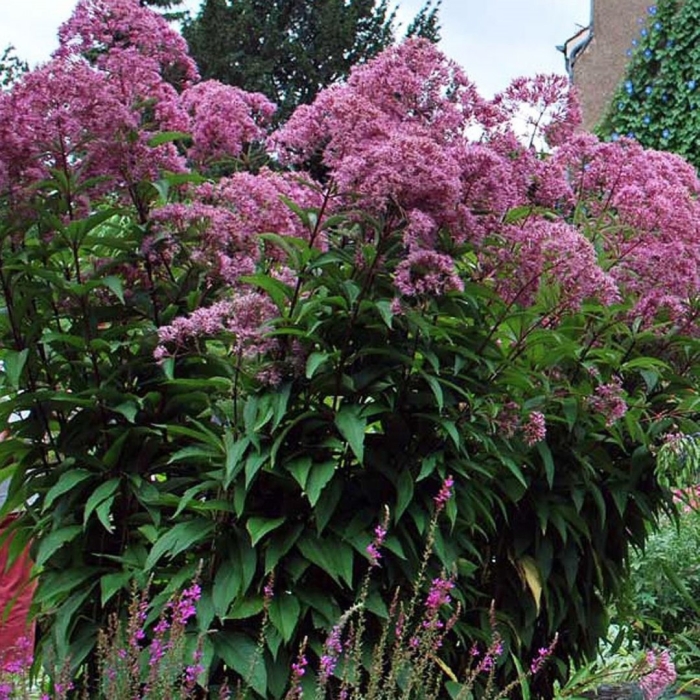 Eupatorium purpureum