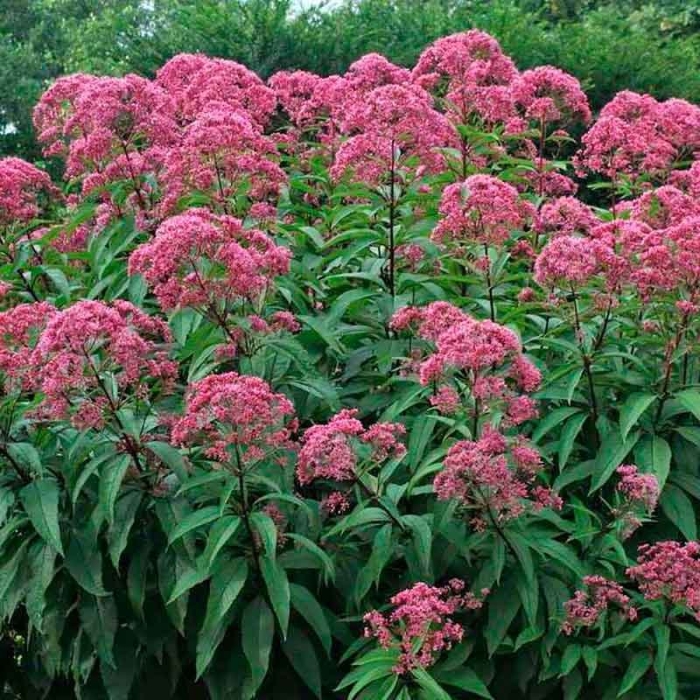 Посконник пятнистый атропурпуреум