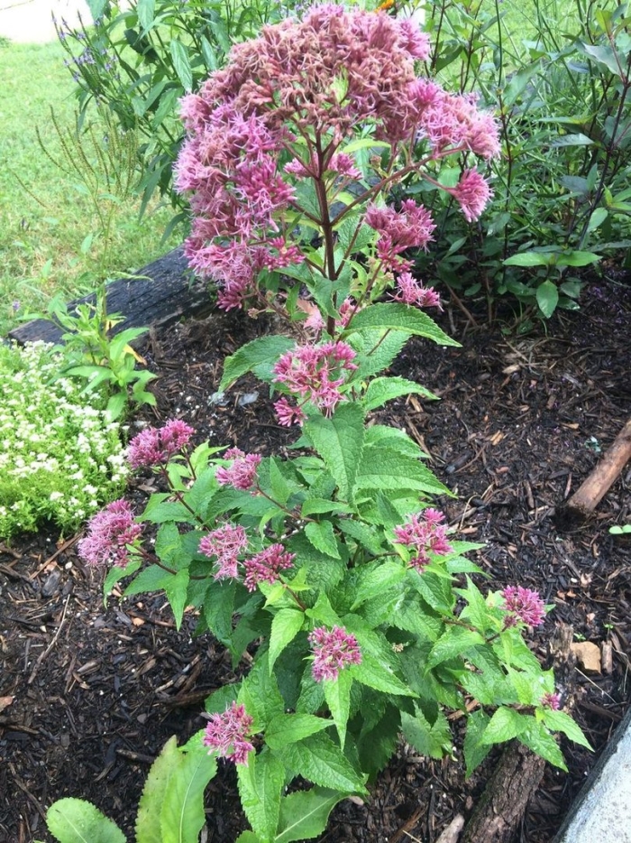 Посконник фантом