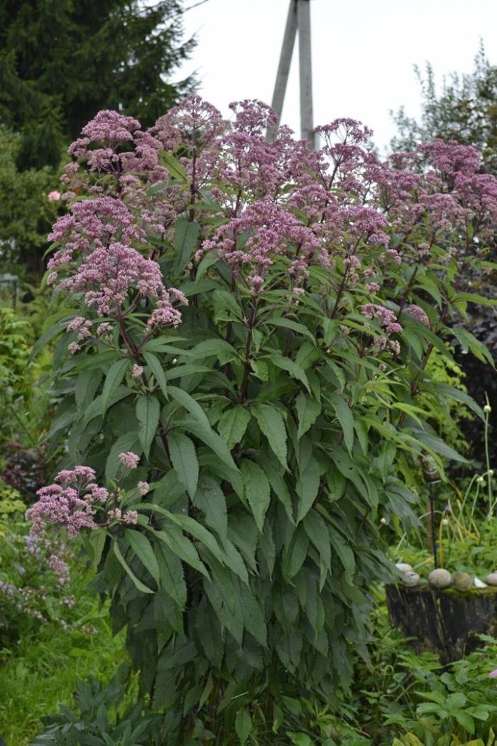 Посконник пятнистый атропурпуреум