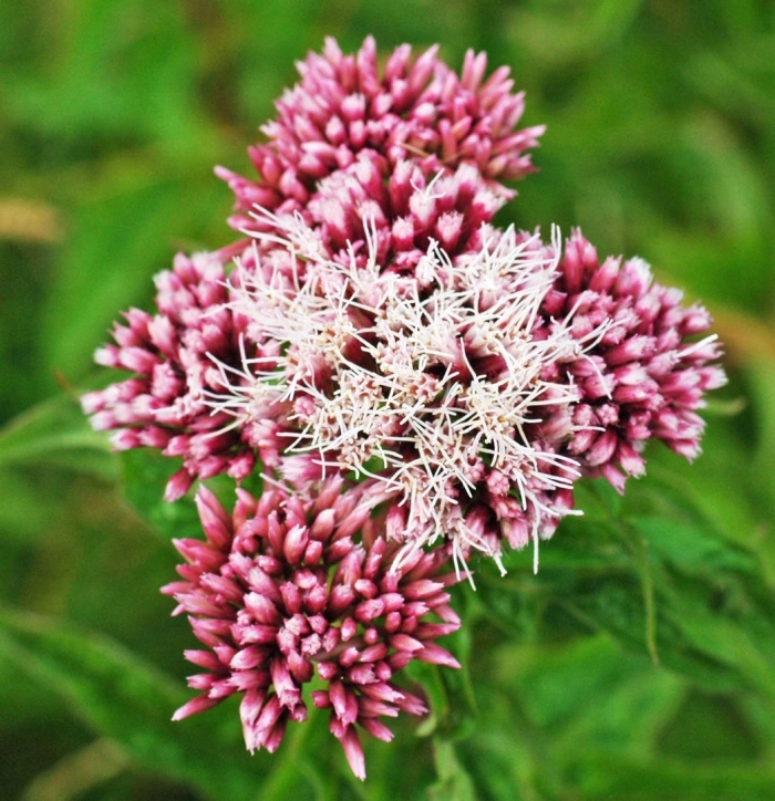 Посконник цветок
