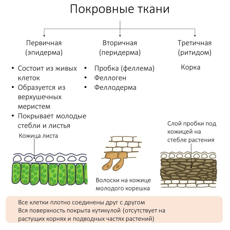 Покровные ткани растений ЕГЭ биология