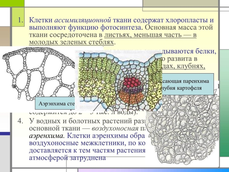 Основная фотосинтезирующая ткань растений