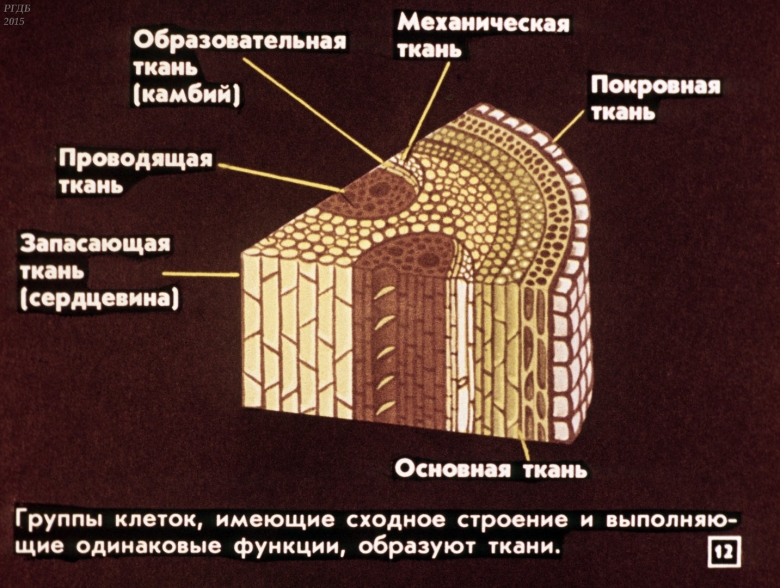Пробка биология ткани растений
