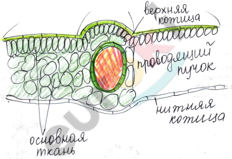 Лист внутреннее строение