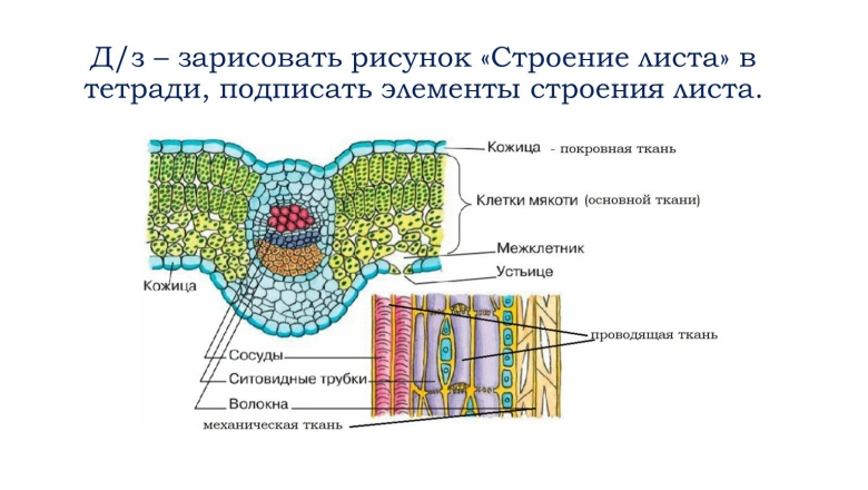 Внутреннее строение листа поперечный срез